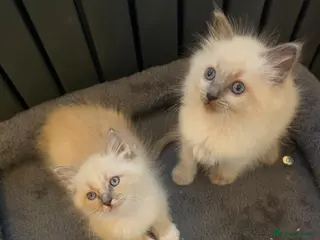 Ragdoll cats ragdoll kittens - Advert 11