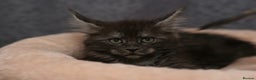 Maine Coon cats for sale: Mainecoon kittens TICA REGISTERED stunning - Advert 24