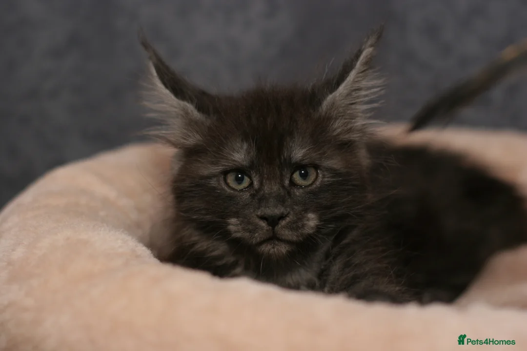 Maine Coon cats for sale: Mainecoon kittens TICA REGISTERED stunning - Advert 13