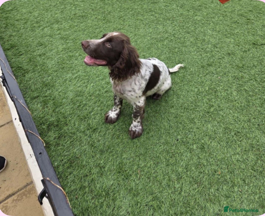 Sprocker dogs for sale: Sprocker spaniel puppy - Image 2