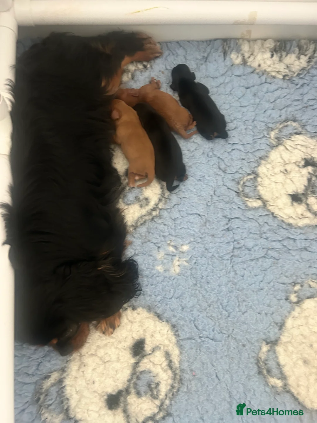 Cavalier King Charles Spaniel dogs for sale: 3 boys available! Health tested parents! - Advert 9