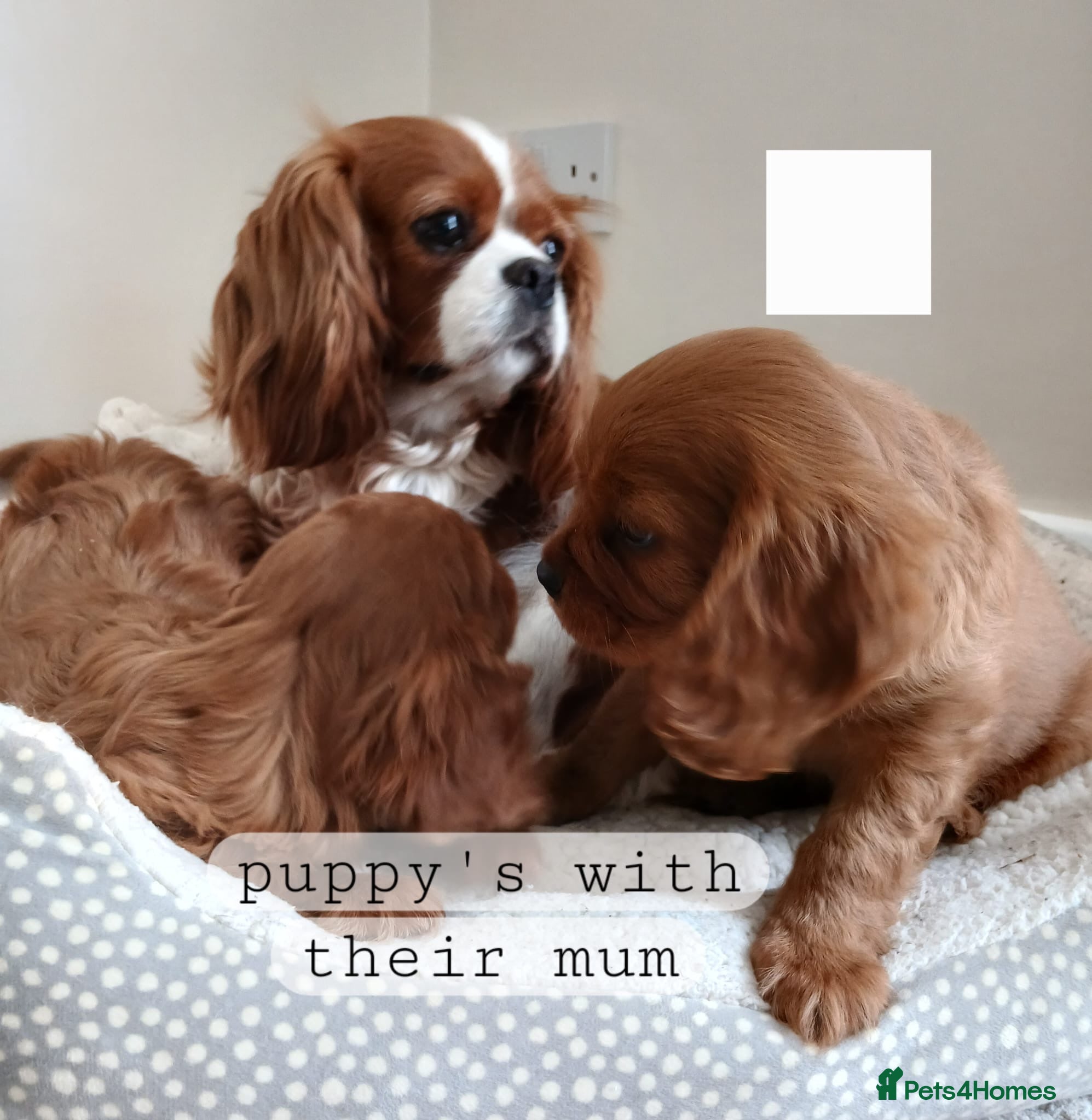 Cavalier King Charles Spaniel dogs 🐾Gorgeous Cavalier Puppies for sale ready now 🐾 - Advert 4