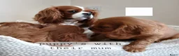 Cavalier King Charles Spaniel dogs for sale: 🐾Gorgeous Cavalier Puppies for sale ready now 🐾 - Advert 1