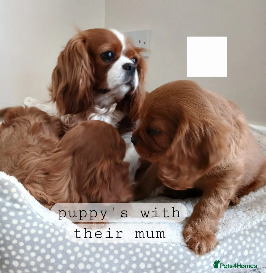 Cavalier King Charles Spaniel dogs for sale: 🐾Gorgeous Cavalier Puppies for sale ready now 🐾 - Advert 1