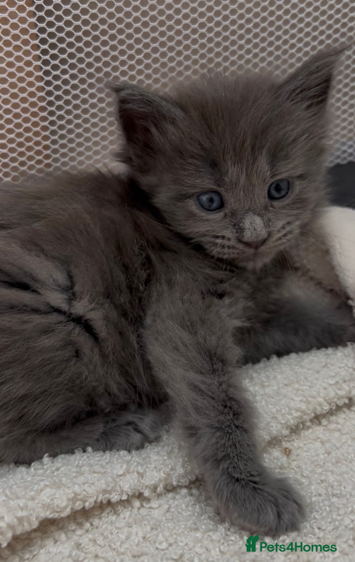 Maine Coon cats Solid Grey TICA Maine Coons Fully Health Checked - Advert 1