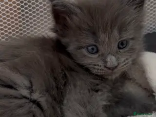 Maine Coon cats Solid Grey TICA Maine Coons Fully Health Checked - Advert 1
