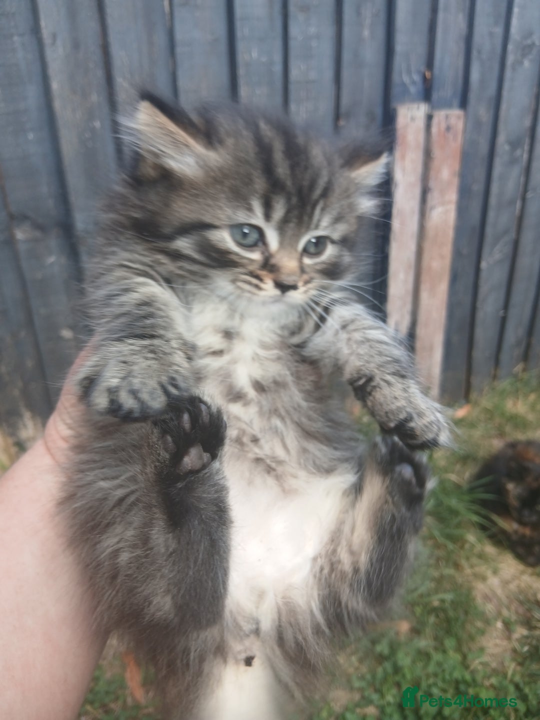 Mixed Breed cats for sale: Beautifully fluffy kittens - Image 2