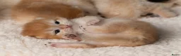 British Shorthair cats for sale: 3 Exceptional BSH Black Golden Chinchilla/Sunshine - Advert 9