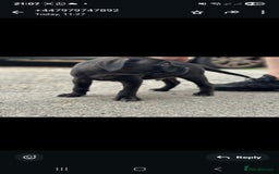 Cane Corso dogs for sale: Last 3 of the 10 cane cane corso puppys left  - Image 13