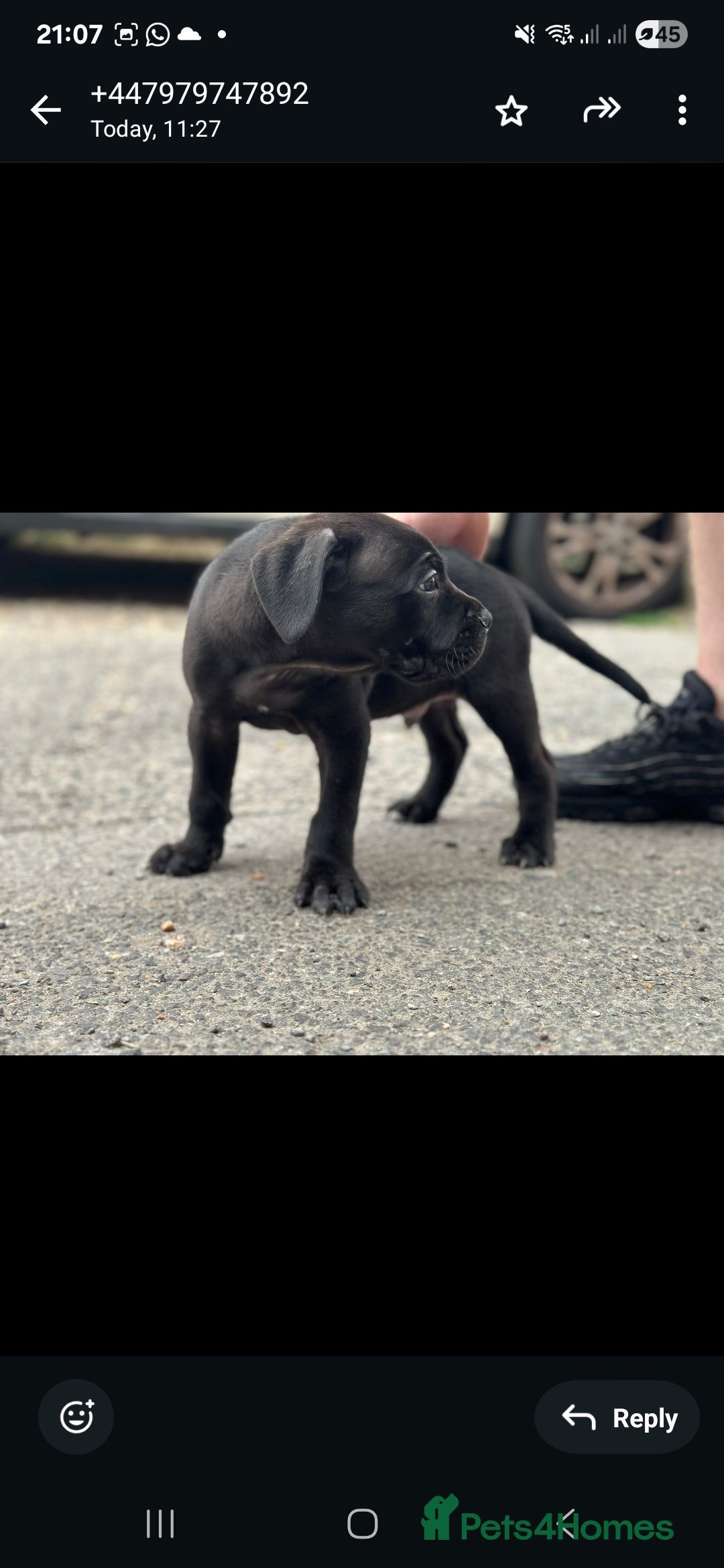 Cane Corso dogs for sale: Last 3 of the 10 cane cane corso puppys left  - Image 13
