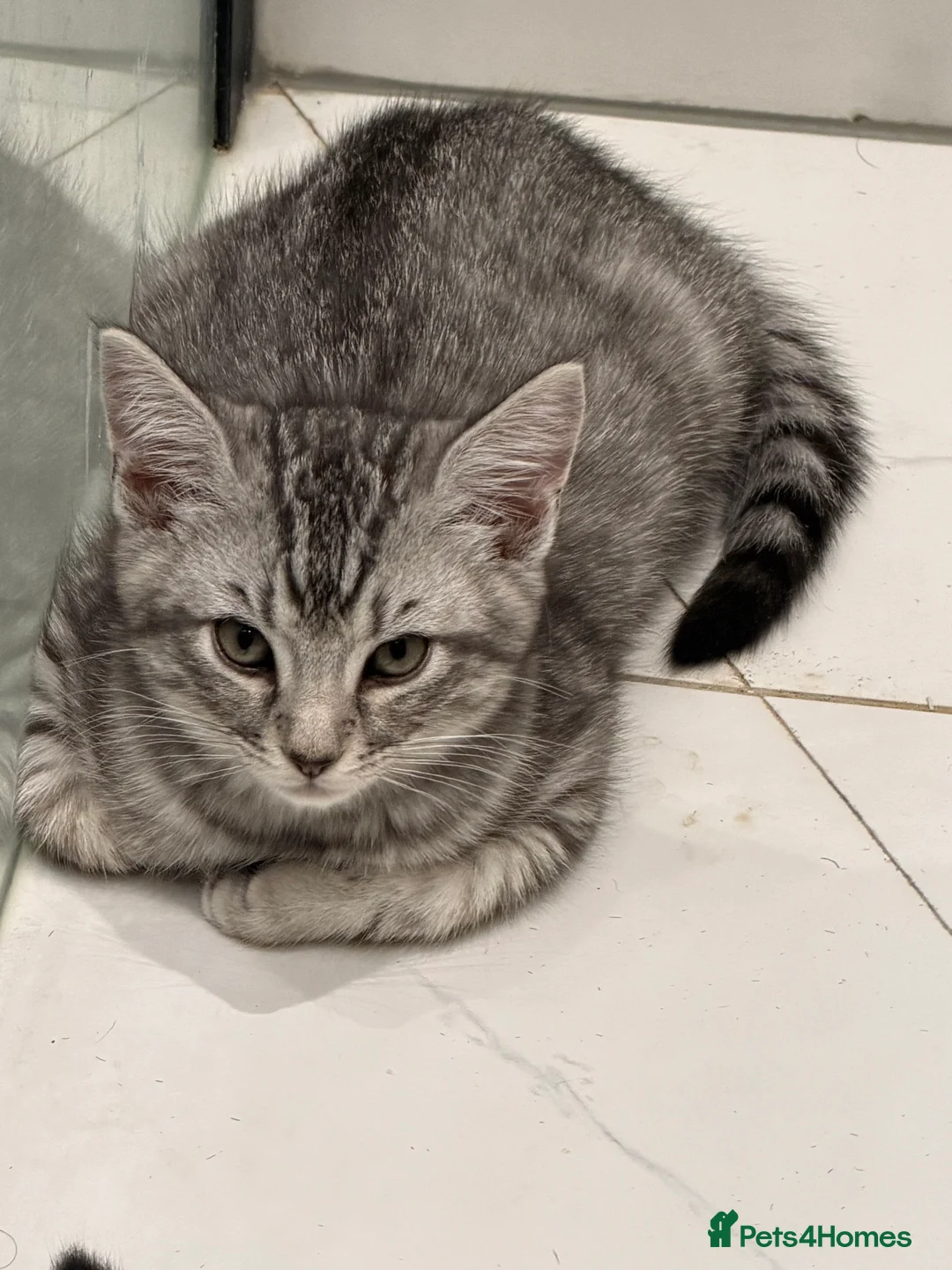 Mixed Breed cats for sale: Beautiful Maine Coon–type kittens available. - Advert 9