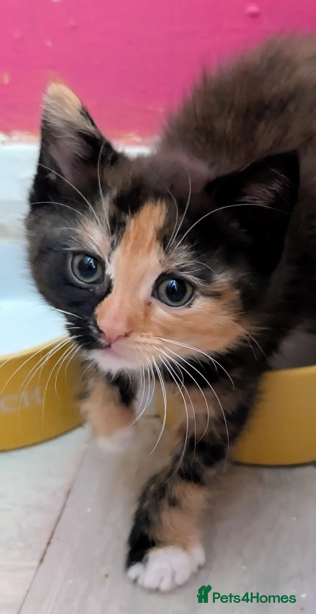 Domestic Shorthair cats for sale: Beautiful kittens. - Advert 2