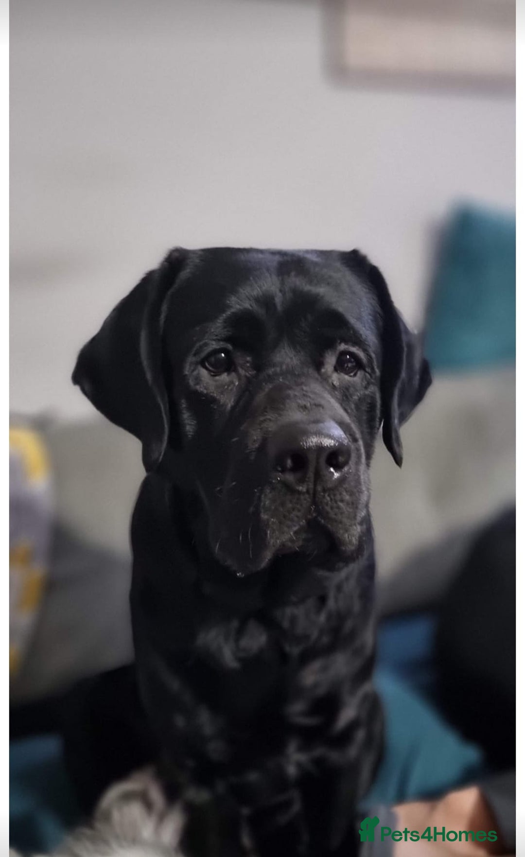 Labrador Retriever dogs for stud: Proven Fully DNA Tested for Stud in Harlow - Advert 3