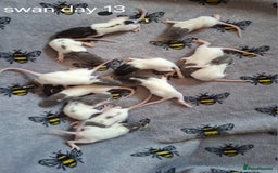 Rat rodents for sale: Baby rats - Image 10