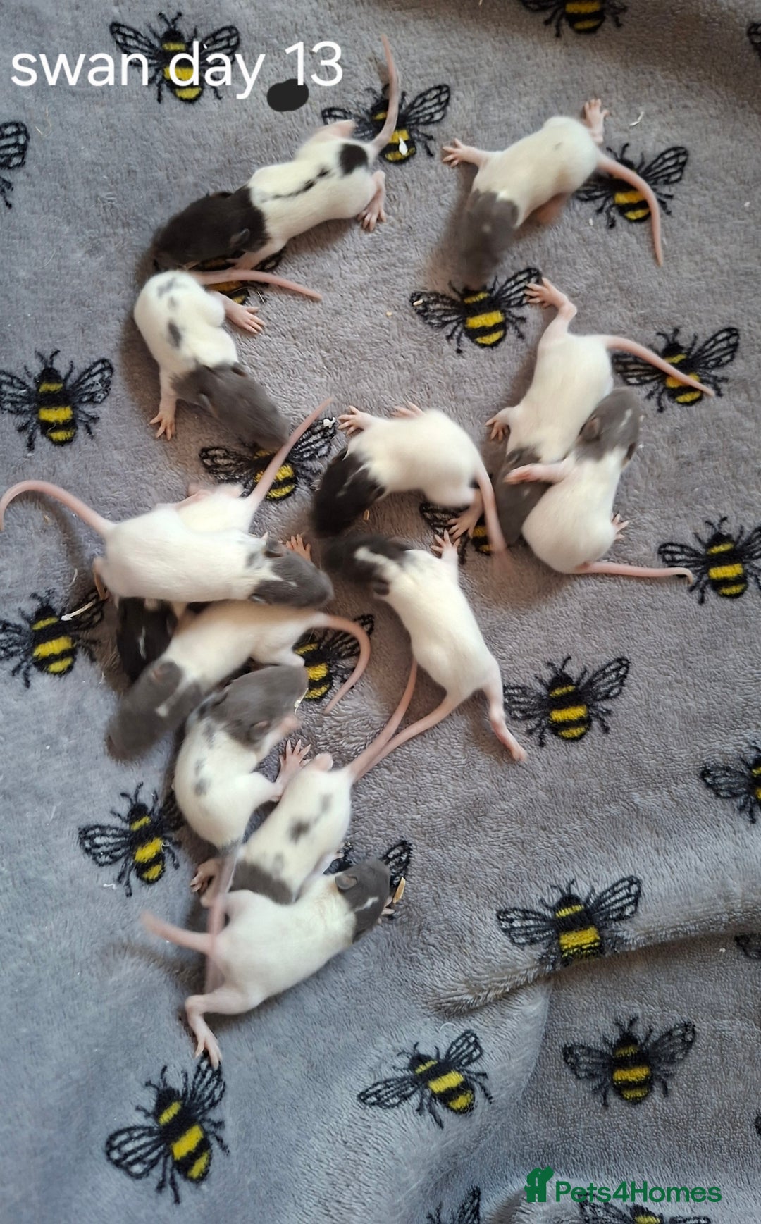 Rat rodents for sale: Baby rats - Image 10