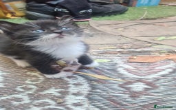 Persian cats for sale: 4 beautiful kittens ready4new home! 🏡 😍 ❤️  - Image 3