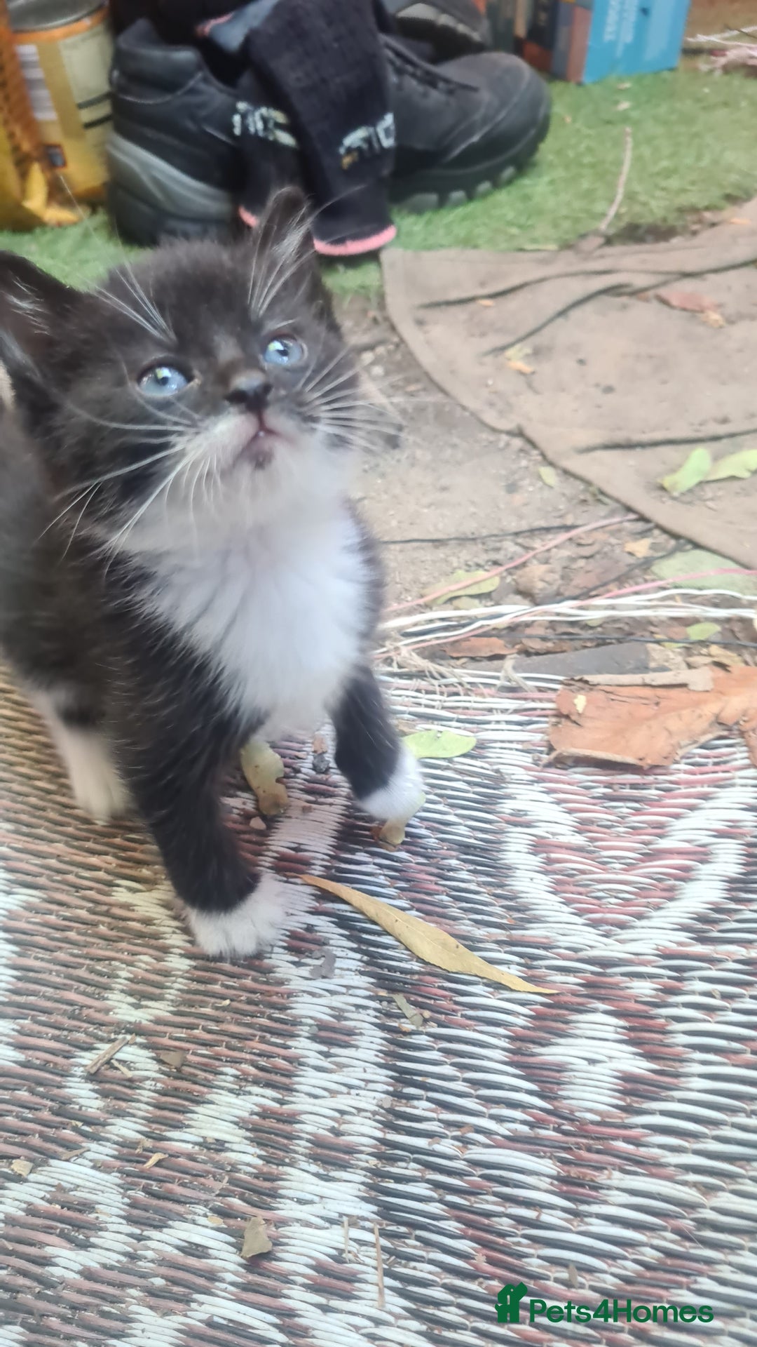Persian cats for sale: 4 beautiful kittens ready4new home! 🏡 😍 ❤️  - Image 3