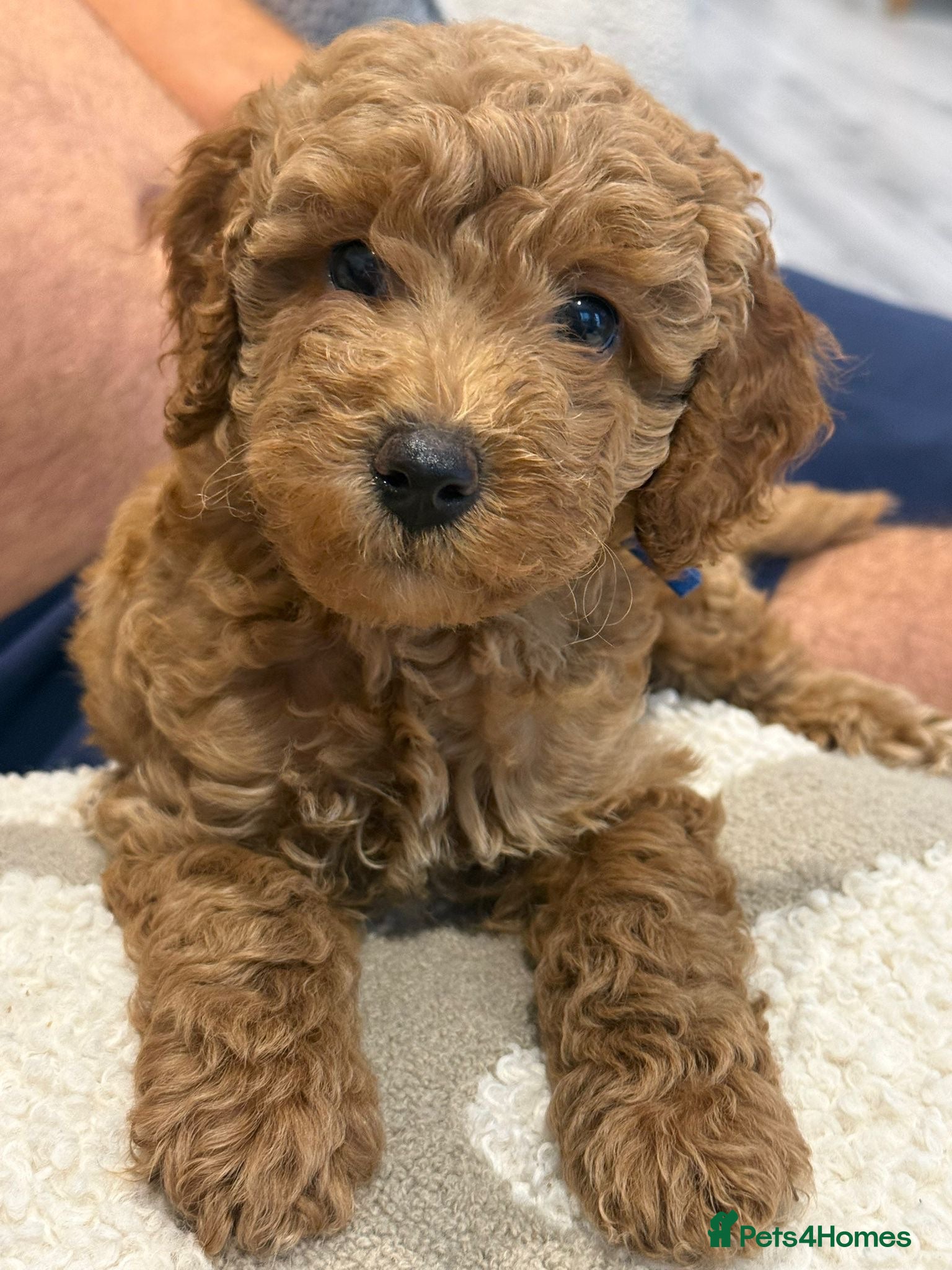 Cavapoo dogs 1 BOY LEFT!!! Beautiful F1bb Cavapoo Puppies - Advert 8