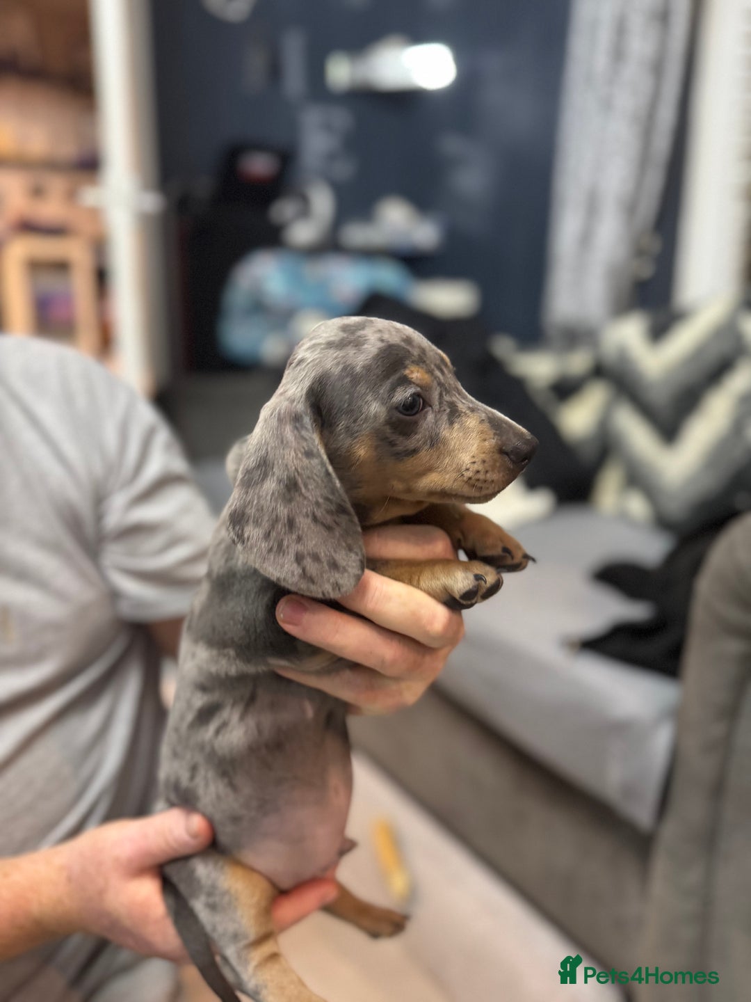 Miniature Dachshund dogs for sale: READY NOW  - Advert 15