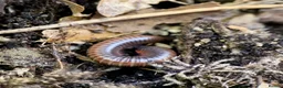 Millipedes invertebrates for sale: Atopochetus dollfusi, Rainbow Millipede Juveniles - Advert 3