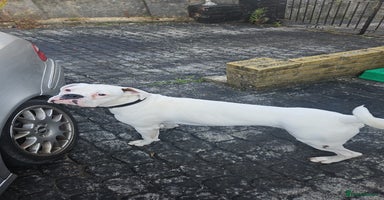 Boxer dogs - Advert 7