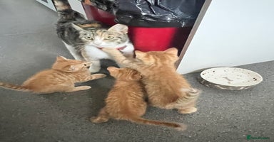 Mixed Breed cats - Advert 7