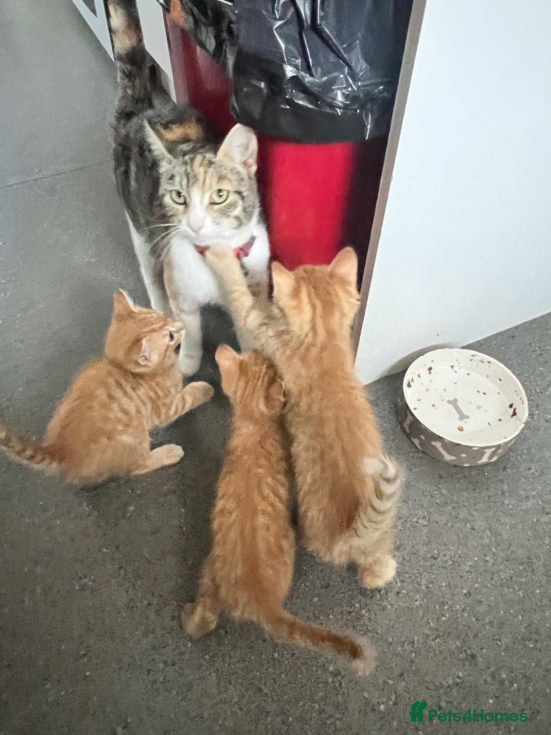 Mixed Breed cats for sale: Beautiful kittens rare ginger females  - Image 2