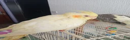 Cockatiels birds for sale: Beautiful hand reared baby cockatiel s for sale  - Advert 3