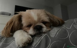 Shih Tzu dogs for sale: 🐾 Sweet Shih Tzu Looking for a Loving Home 🐾 - Image 7