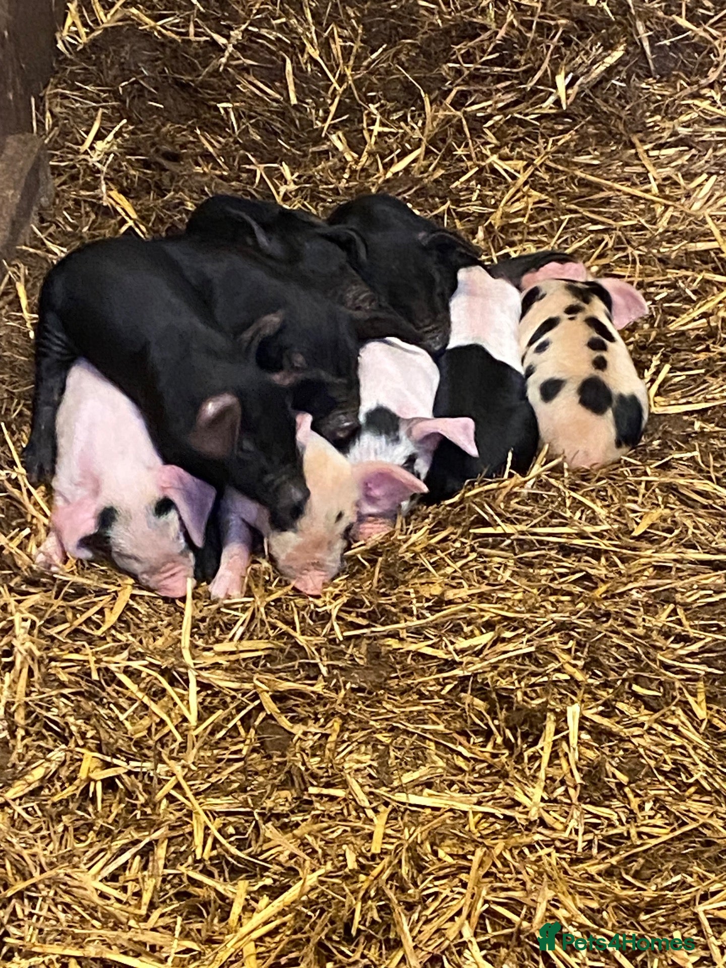 Pig livestock Weaners saddleback x Tamworth  - Advert 8