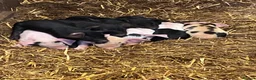 Pig livestock for sale: Weaners saddleback x Tamworth  - Advert 1