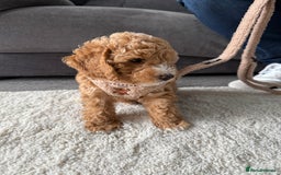 Poochon dogs for sale: 🐾 Adorable Mini Poochon Puppy – Milo 🐾 - Image 3