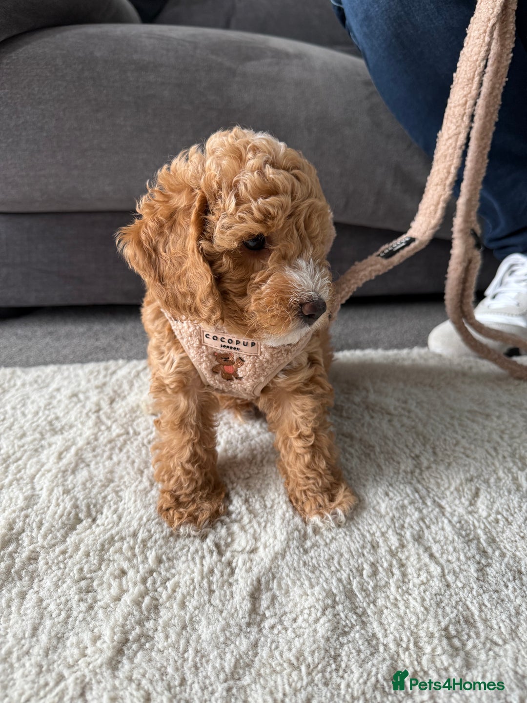 Poochon dogs for sale: 🐾 Adorable Mini Poochon Puppy – Milo 🐾 - Image 3