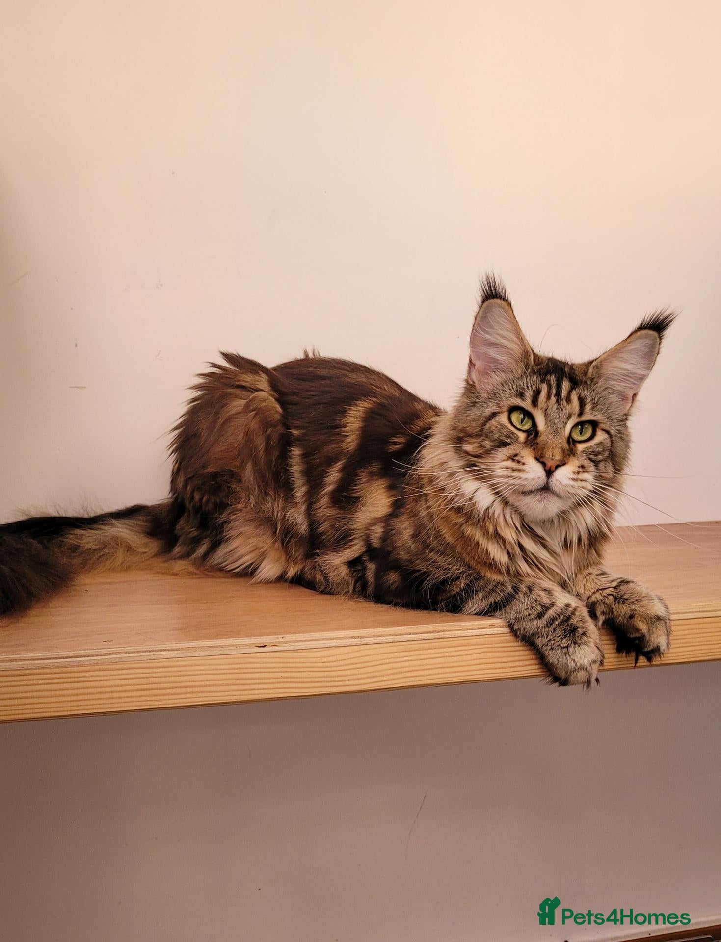 Maine Coon cats Adult Maine Coon female - Advert 4