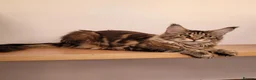 Maine Coon cats for sale: Adult Maine Coon female - Advert 1