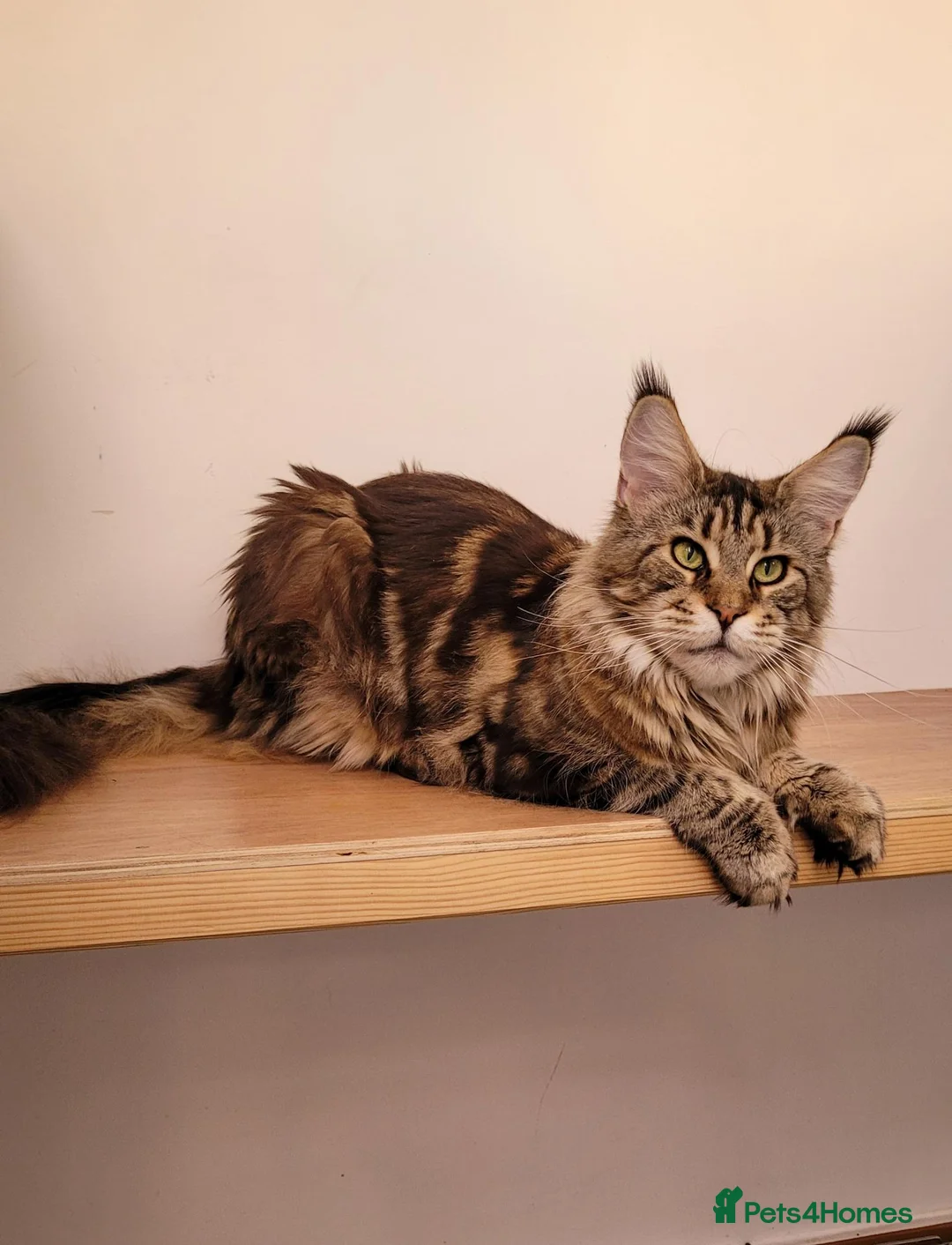 Maine Coon cats for sale: Adult Maine Coon female - Advert 1