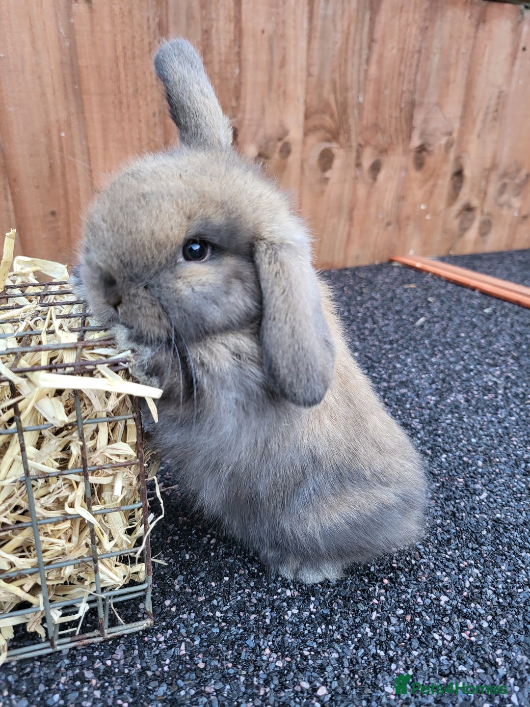 Mini Lop rabbits for sale: Mini lops 2 litters 2 + 5 - Image 11