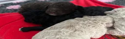 Mixed Breed dogs for sale: Intervariety Brown phantom Male Poodle  in Rugeley - Advert 21