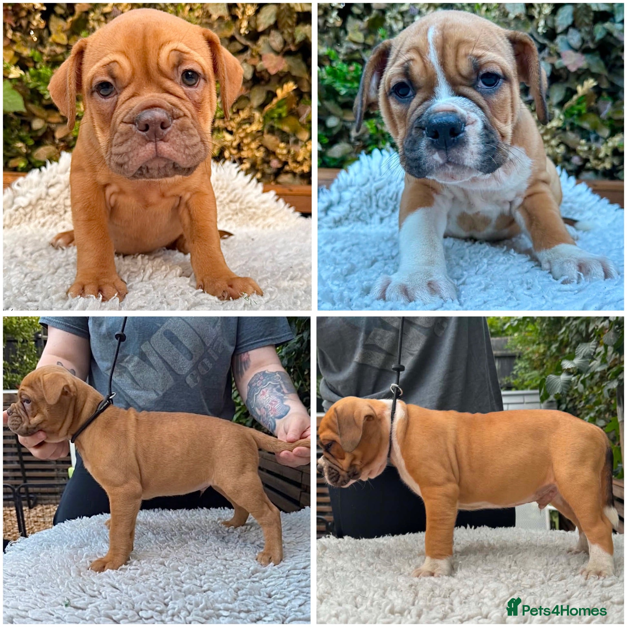 Olde English Bulldogge dogs REDUCED Champion/Health Tested OEB Puppies - Advert 1