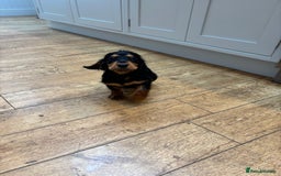 Cocker Spaniel dogs for sale: Champion bred working cocker spaniel - Image 3