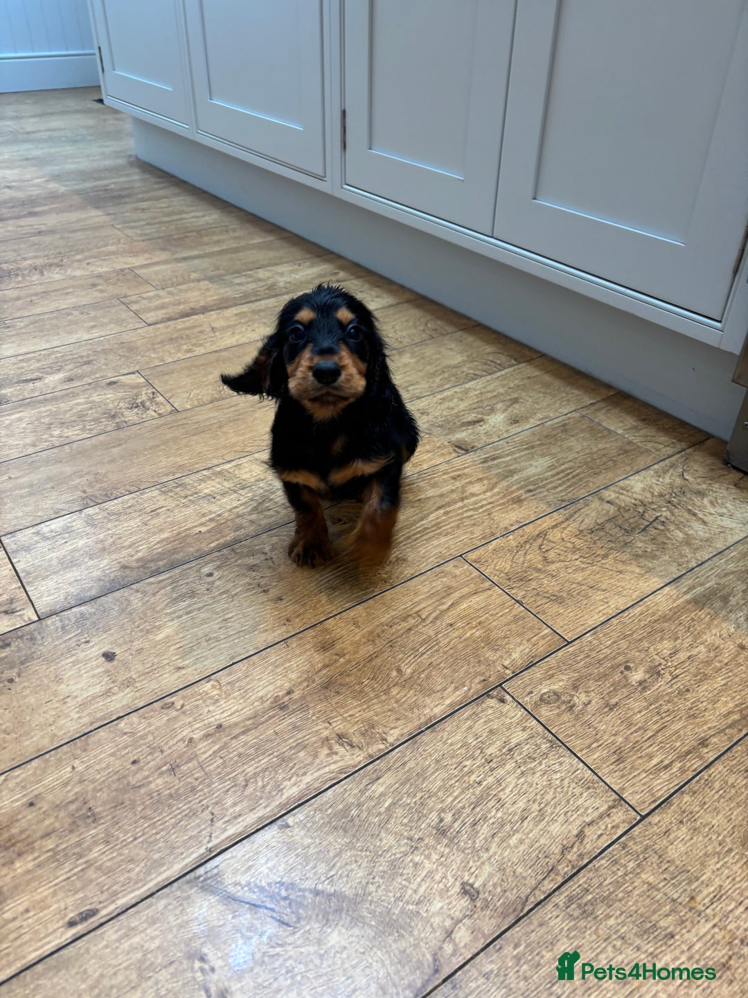 Cocker Spaniel dogs for sale: Champion bred working cocker spaniel - Image 3