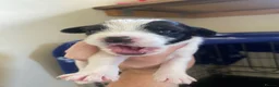 Jack Russell dogs for sale: Jack Russel terrier mix puppies not pure!  - Advert 6