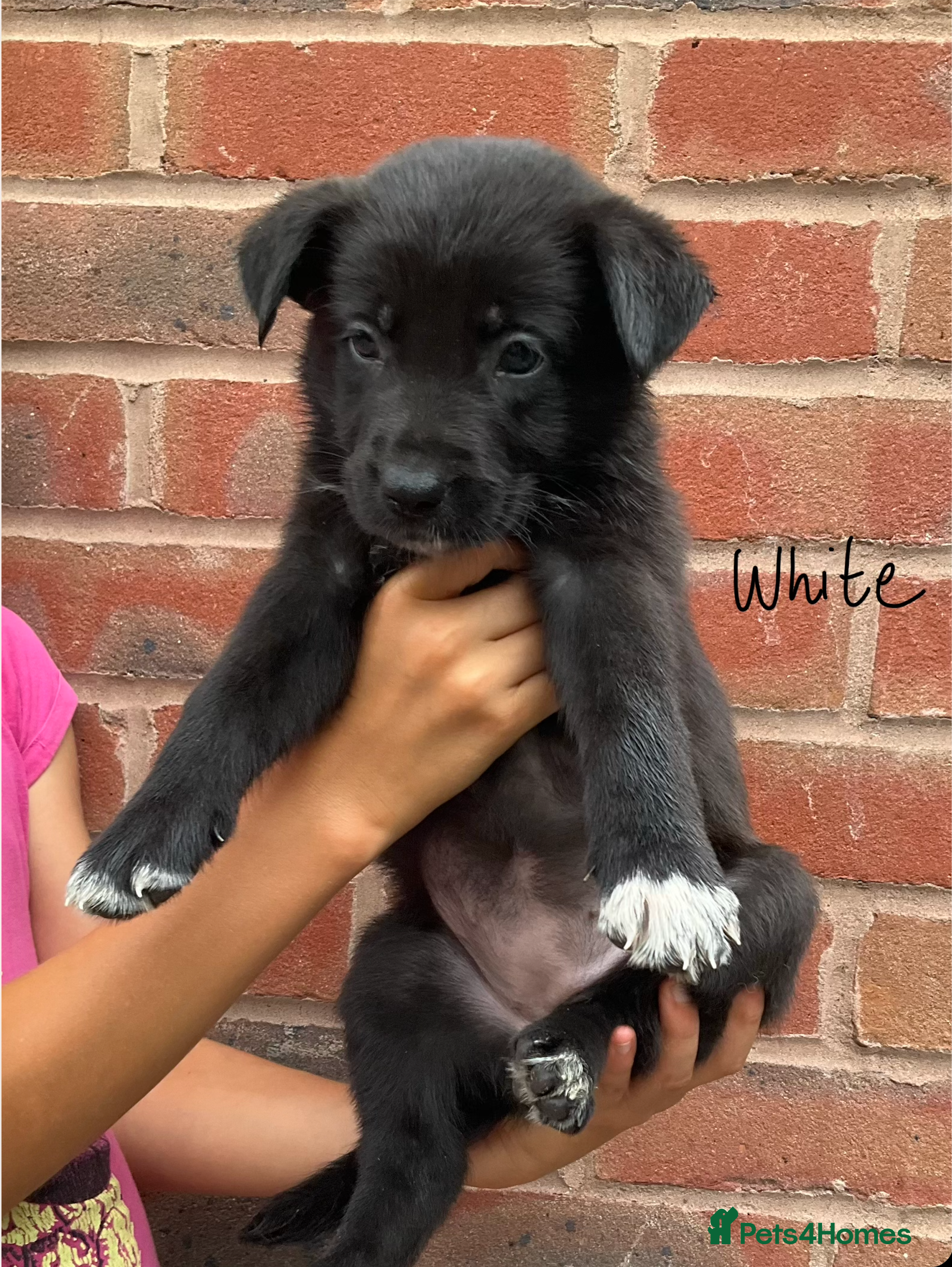 Mixed Breed dogs 🐾 Beautiful Shollie puppies - Advert 2
