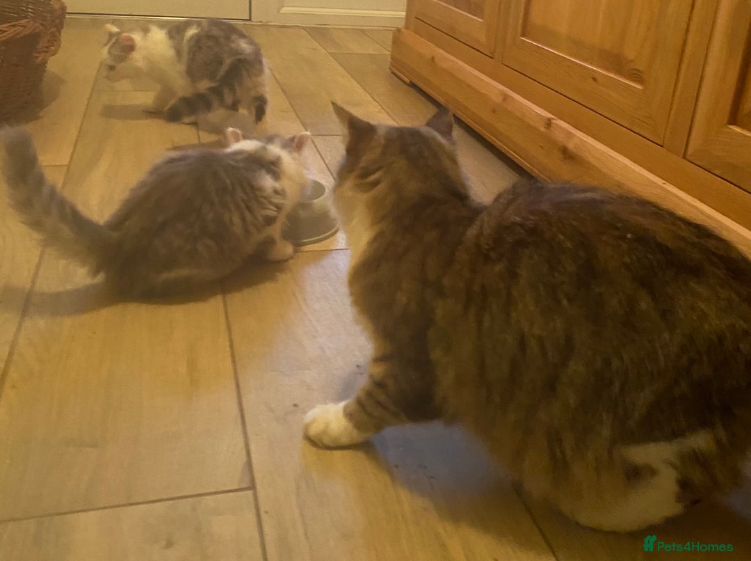 Mixed Breed cats for sale: Beautiful grey and white fluffy boys - Image 8