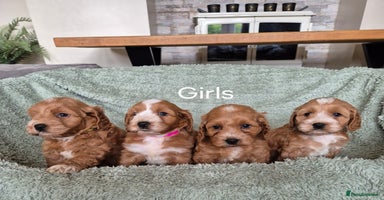 Cockapoo dogs - Advert 1