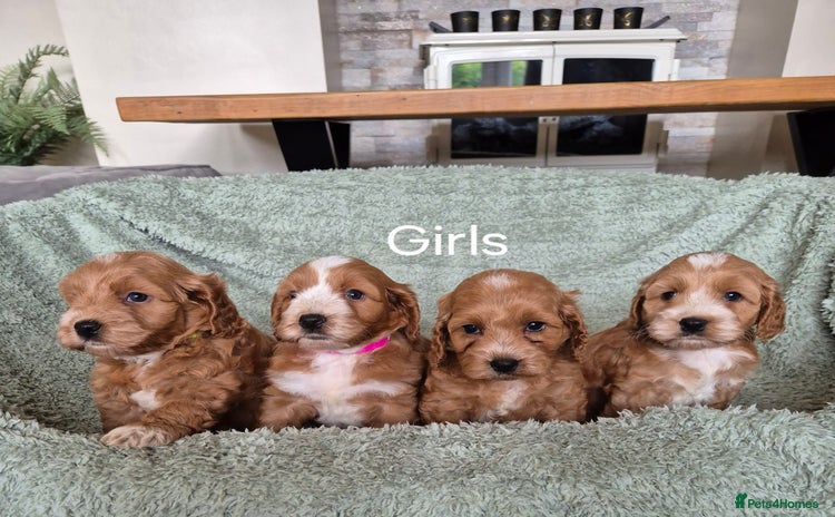 Cockapoo dogs - Advert 16