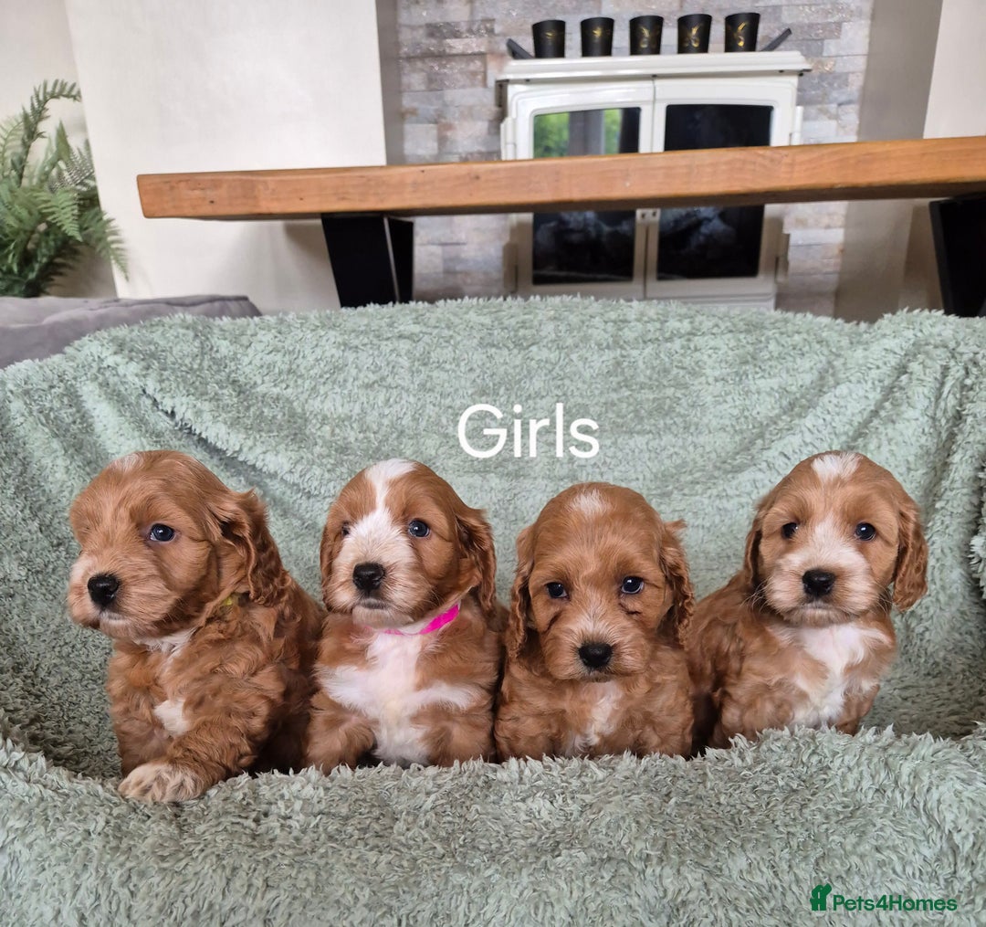 Cockapoo dogs for sale: QUALITY F1 COCKAPOOS - Image 1