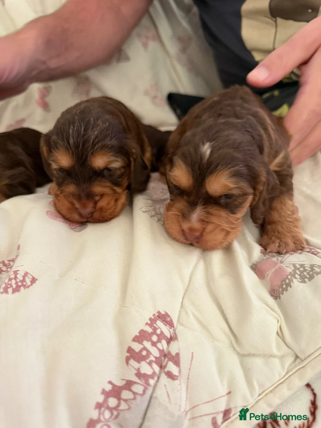 Cocker Spaniel dogs for sale: Show Thayp cocker spaniels - Advert 2