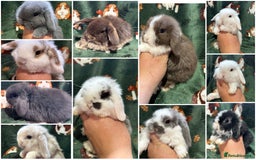 Mini Lop rabbits for sale: Beautiful Baby Mini lops ready now  - Image 1