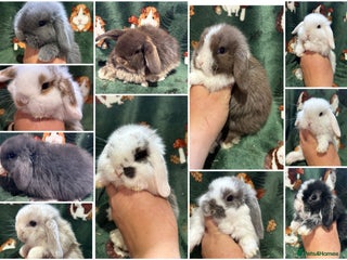Mini Lop rabbits - Advert 21